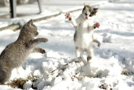 Cats In Snow