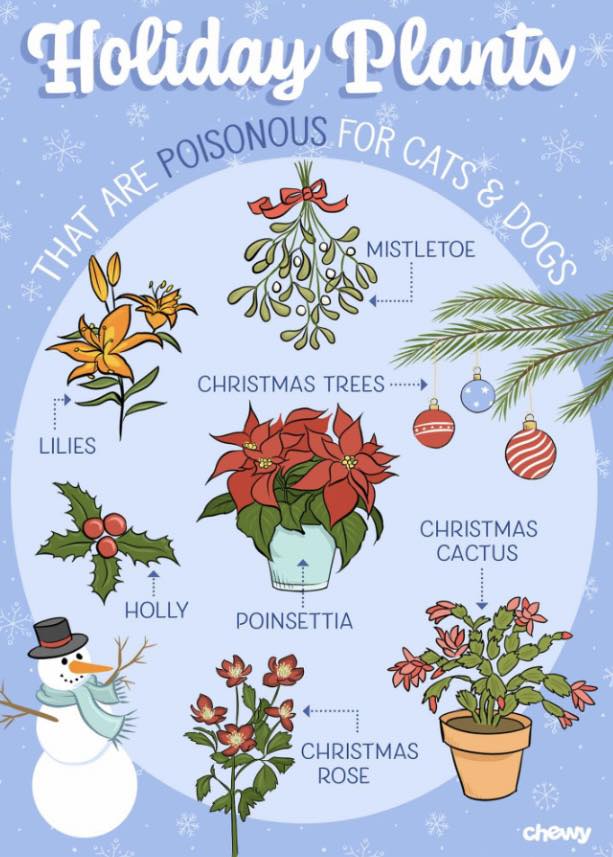 Poisonous Holiday Plants